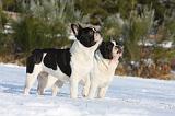 BOULEDOGUE FRANCAIS 925